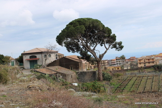 Pini masseria Cosentini